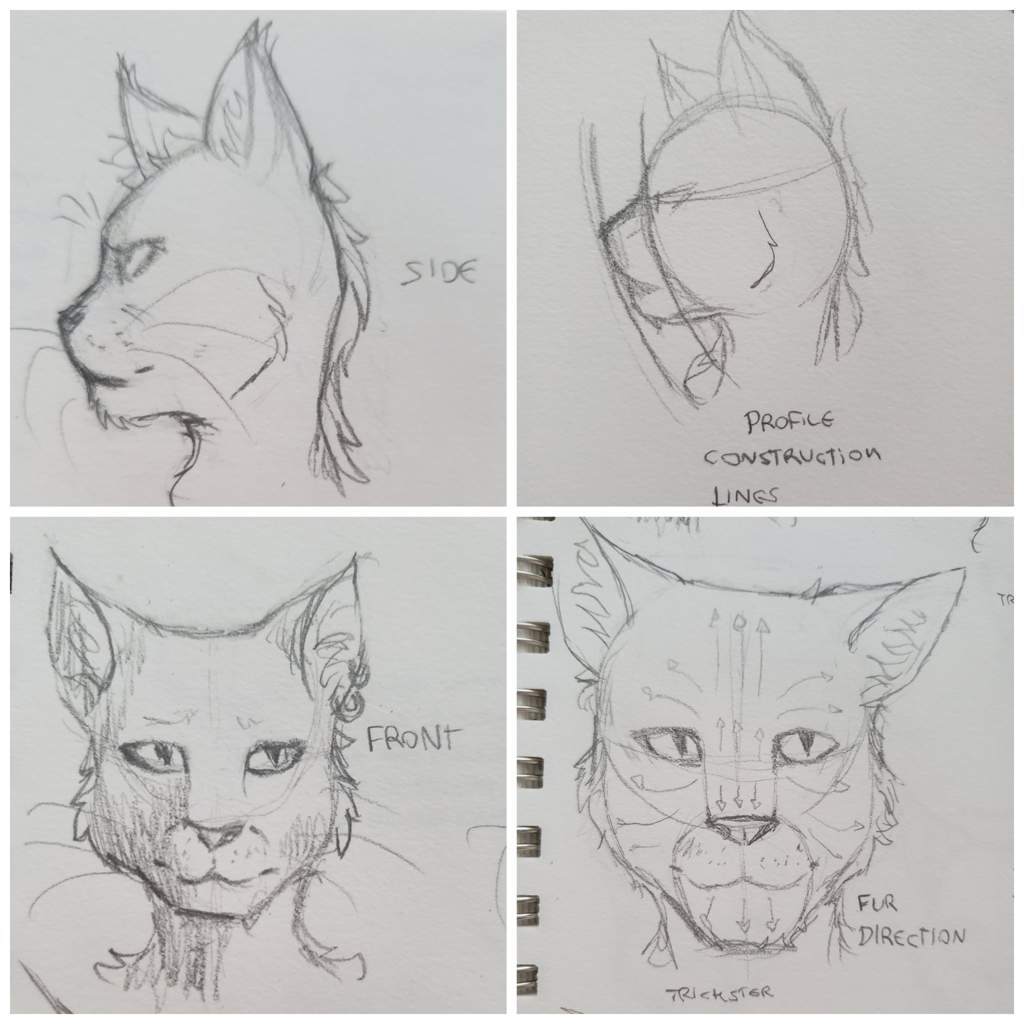 Каджит рисунок карандашом