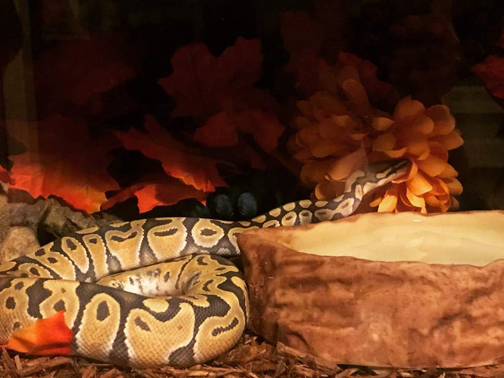 ball python humidity hide
