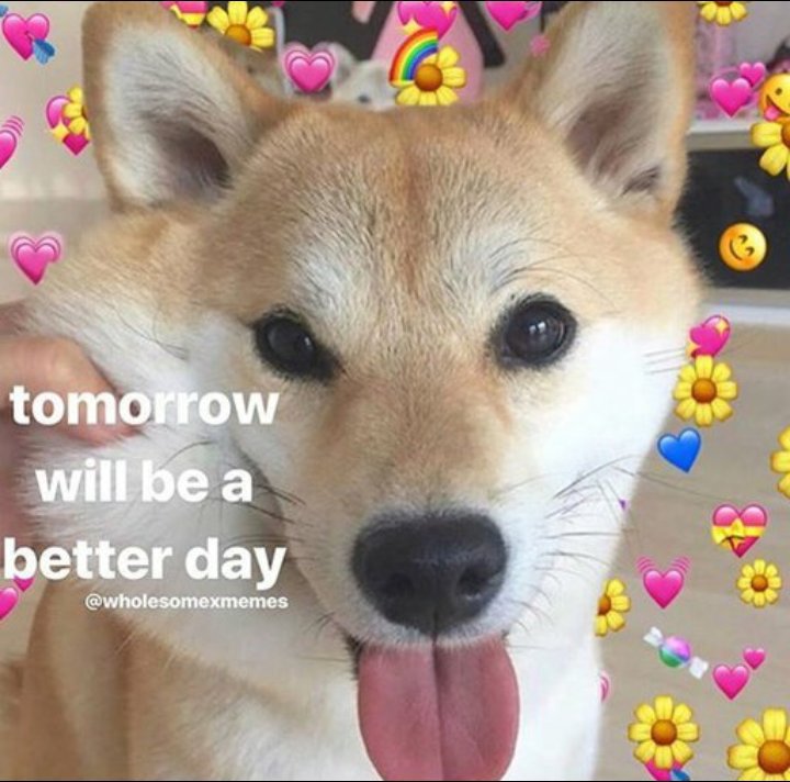 Wholesome Memes (mainly cute dog memes) | Memes Amino