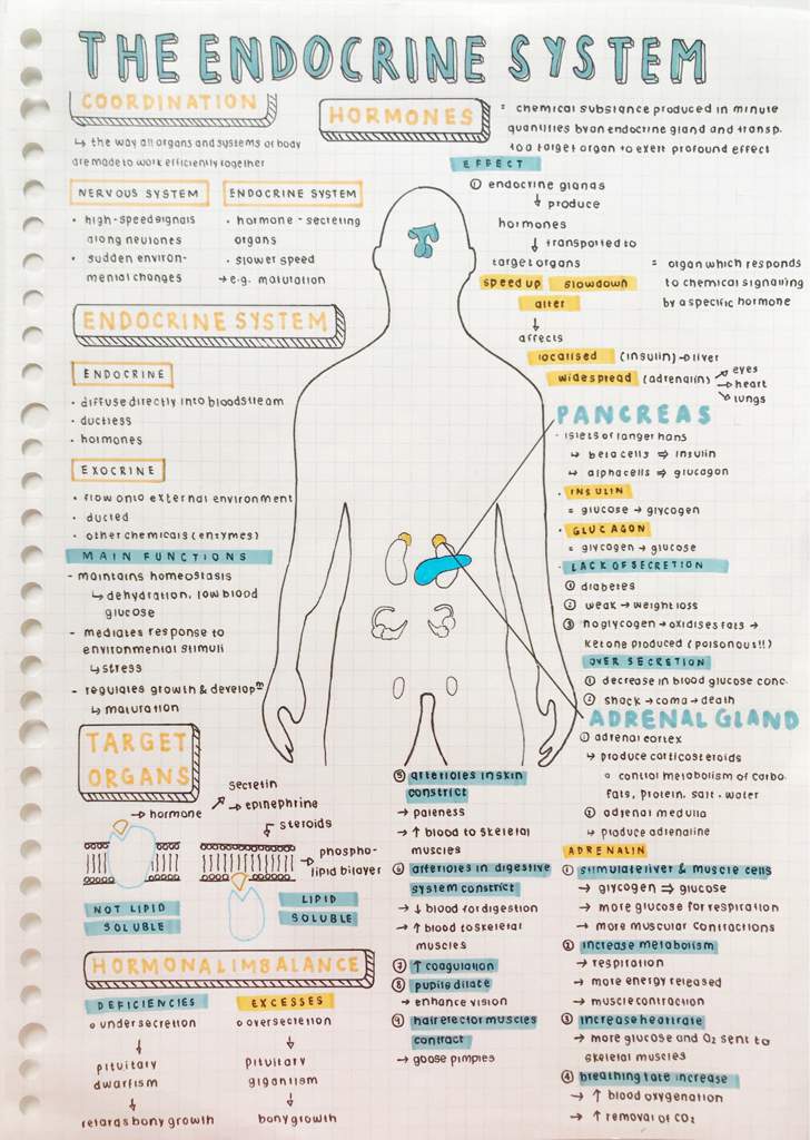 endocrine notes! | Studying Amino Amino