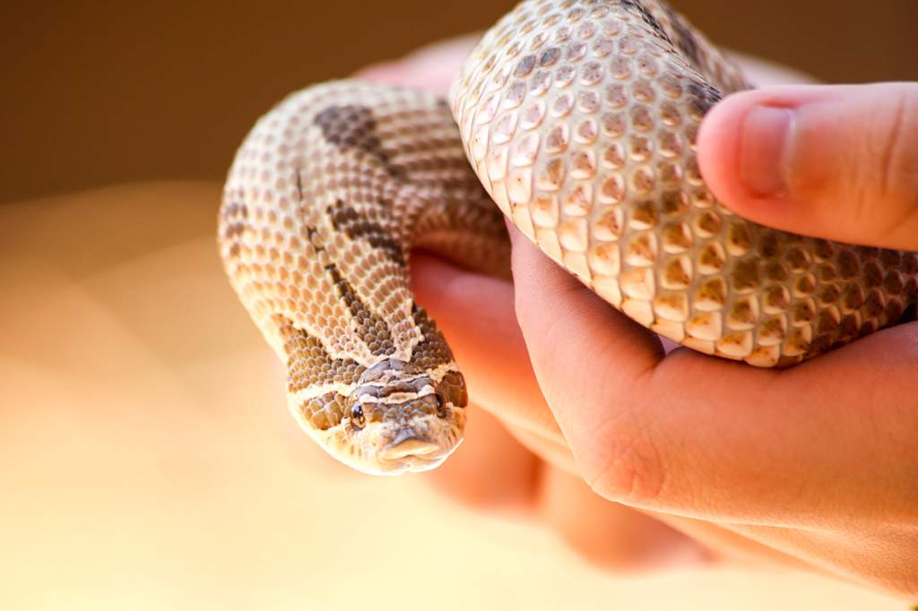 Western Hognose Caresheet | Wiki | Reptiles Amino