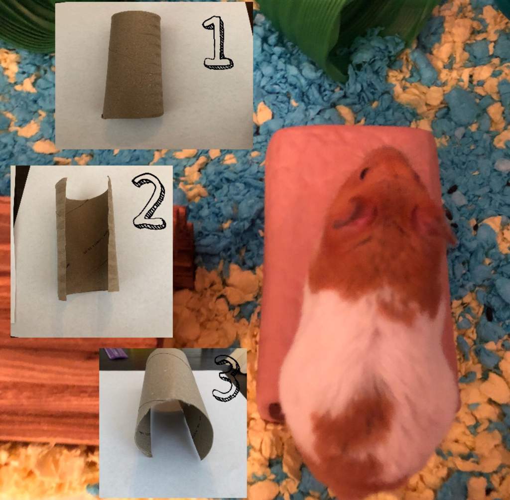diy guinea pig toys out of toilet paper rolls