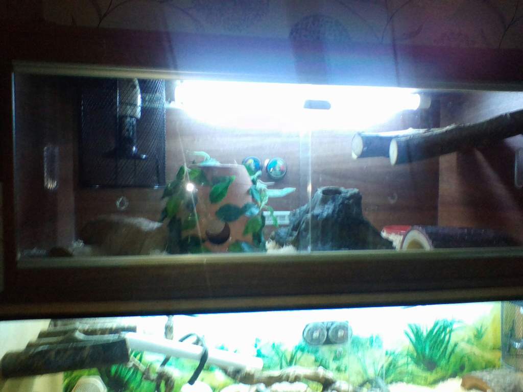 How Do You Install Heat Mats In Wooden Vivariums? Snake Amino Amino