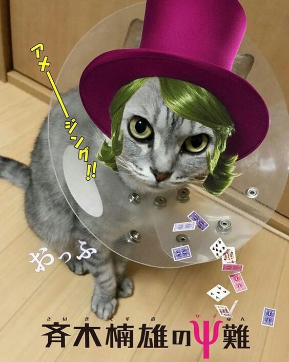 Коты | Сайки Кусуо| Saiki Kusuo [RUS] Amino