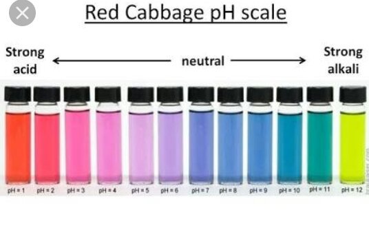 how-to-prepare-red-cabbage-as-a-ph-indicator-science-amino