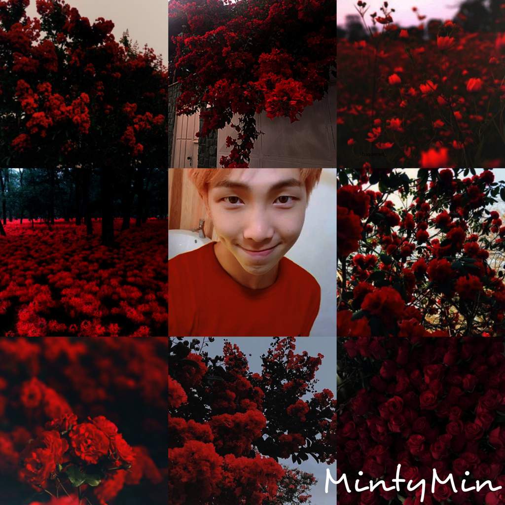 Red Flowers Aesthetic Flowers Healthy