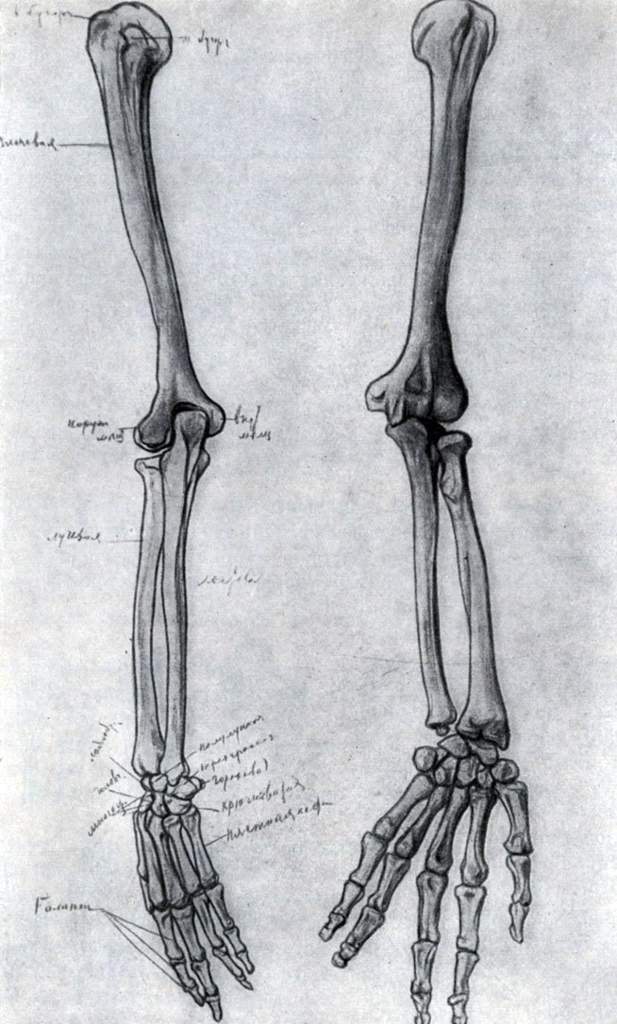 Кости руки человека анатомия рисунок