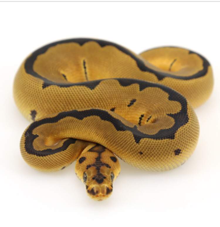 THE MOST BEAUTIFUL BALL PYTHON MORPH | Reptiles Amino