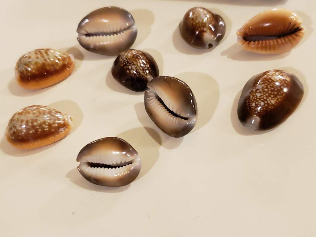 Cowrie Shell Divination | Pagans & Witches Amino