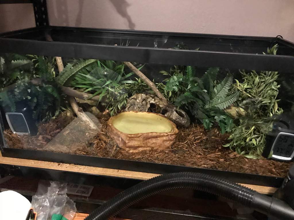 Glass Tank Enclosures (Ball Pythons) Wiki Reptiles Amino