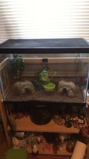 Glass Tank Enclosures (Ball Pythons) | Wiki | Reptiles Amino