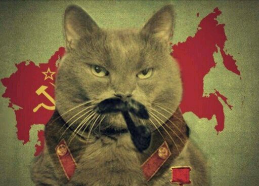 Сталин кот