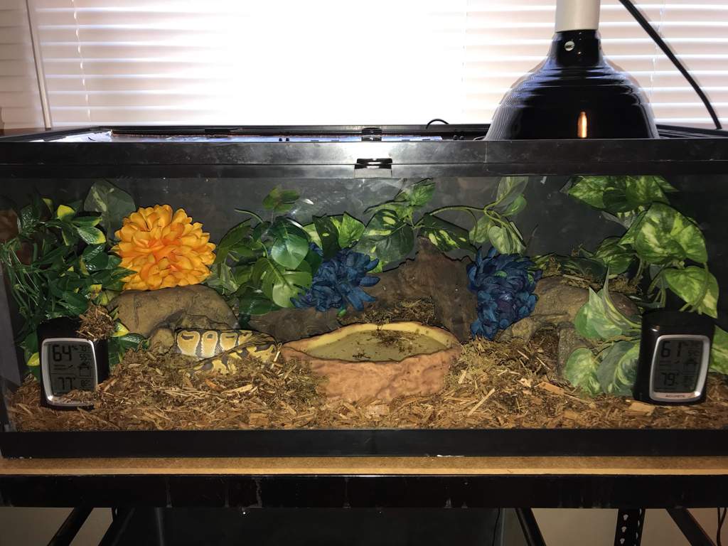 Glass Tank Enclosures (Ball Pythons) | Wiki | Reptiles Amino