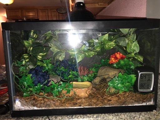 Glass Tank Enclosures (Ball Pythons) | Wiki | Reptiles Amino