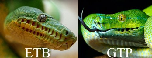 5 Cool Facts 1 The Emerald Tree Boa Corallus Caninus Snake Amino Amino