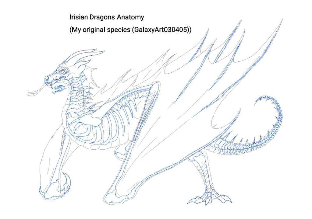 Irisian Dragon Anatomy Fantasy Amino