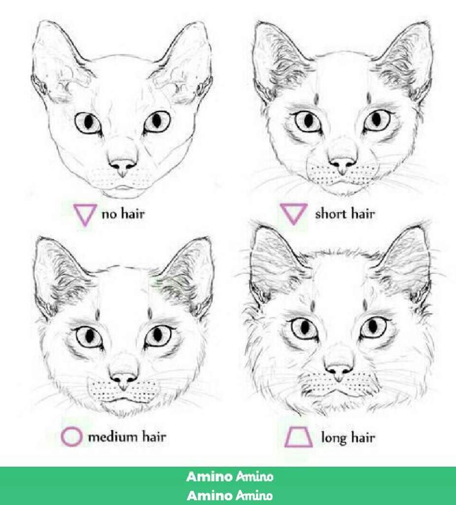Как нарисовать кота спереди