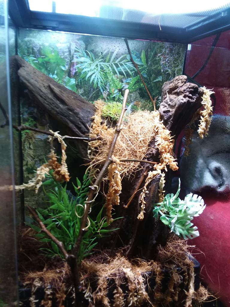 ZooMed Paludarium Kit Review + Showcase | Reptiles Amino