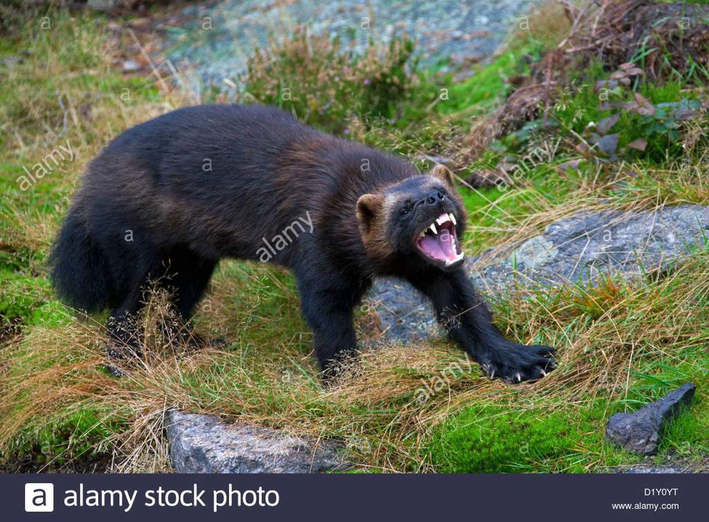 Wolverine vs Tasmanian Devil | Animal Amino🐾 Amino