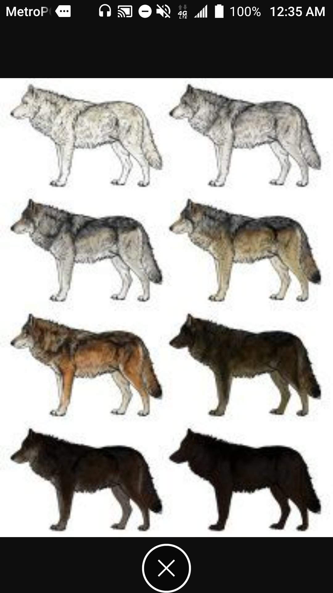 If you ever want to draw a wolf or know the colors, you can use the ...