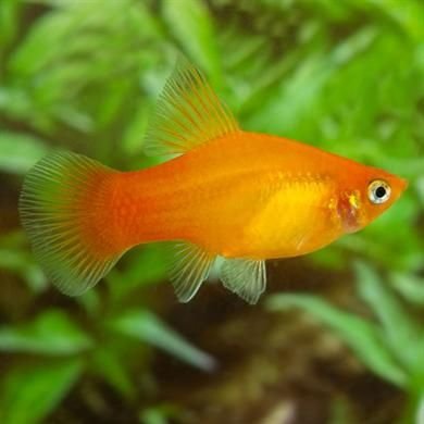 Male Vs. Female Platy | Fishkeepers Amino Amino