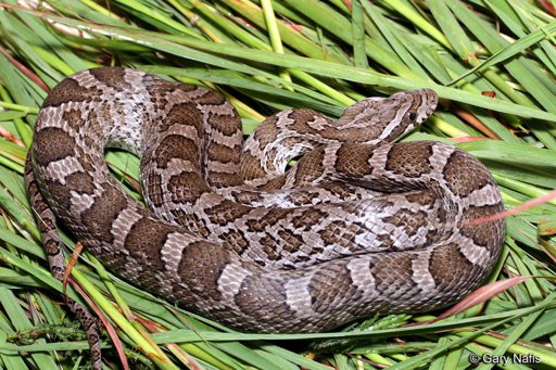 Emory's rat snake care guide | Wiki | Reptiles & Exotics Amino