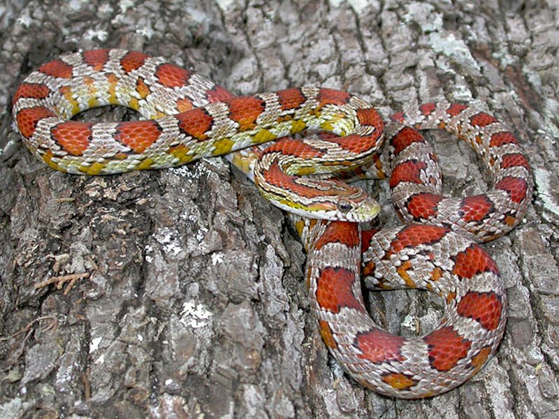 Corn Snake Care Guide | Wiki | Reptiles Amino