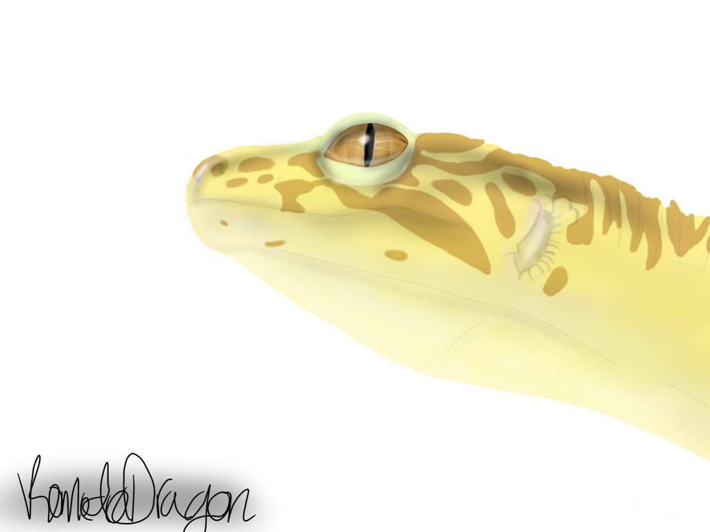 Leopard gecko sketch | Leopard Geckos Amino