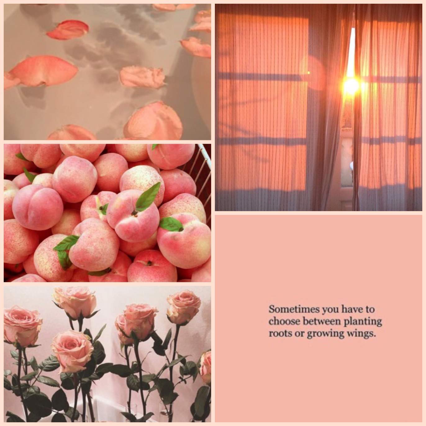 Peach Aesthetic | aesthetics Amino