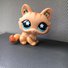 amino-LPS Kitten-0776fba9