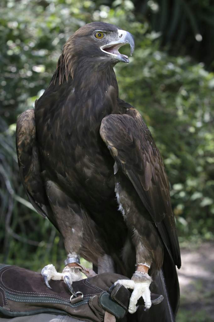 AGUILA REAL | Animales & Naturaleza Amino