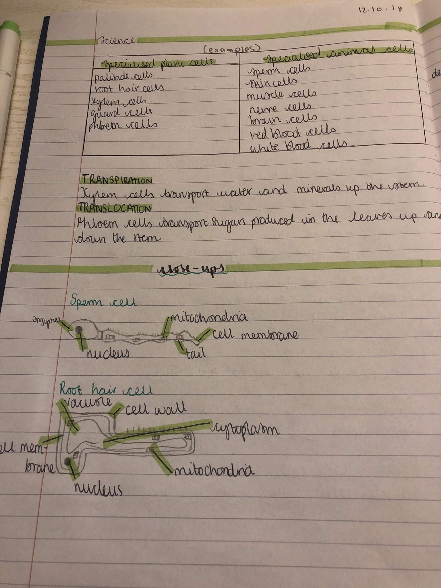 Science Biology-yr9 | Studying Amino Amino