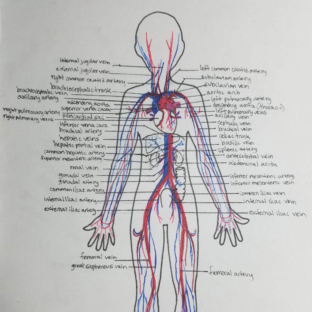 A&P: Blood Vessels | Studying Amino Amino