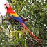 amino-Blizzard the Cockatoo-c005958f