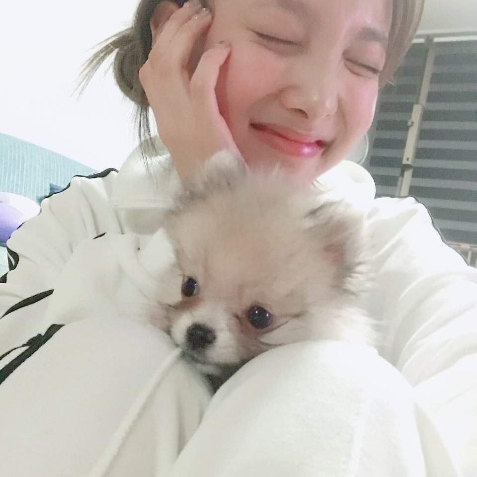 twice-pets-educational-k-pop-amino