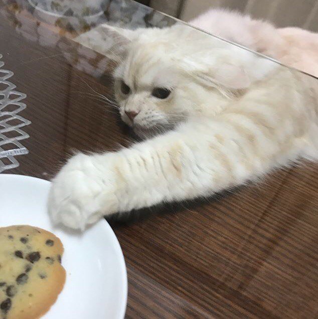 Украли печенье. Кот ворует печенье. Льзя кот. Кот ворует печеньку фото. Кот ворует хинкали.