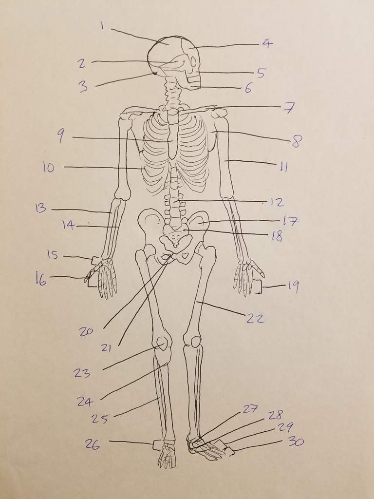 Appendicular Skeleton Worksheet Answers – Englishworksheet.my.id