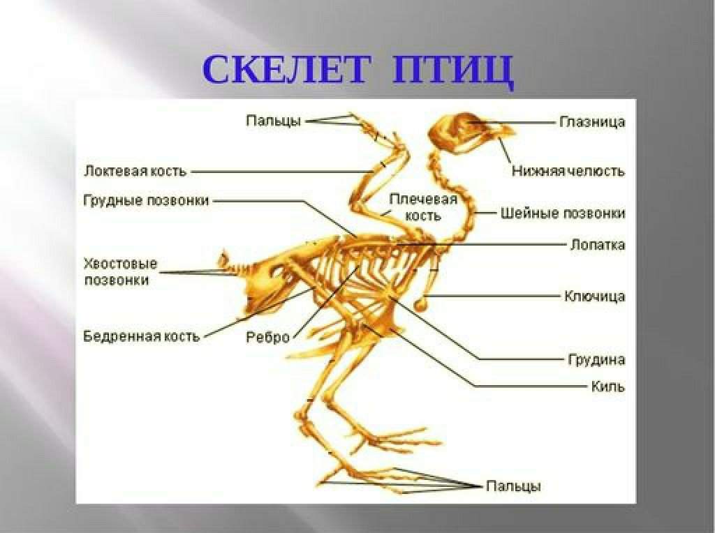 Обозначьте части скелета птицы. Скелет птицы схема биология 7 класс. Название костей скелета птицы. Схема строения скелета птицы. Название частей скелета птицы.