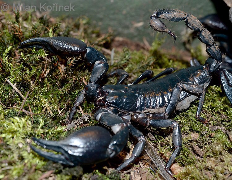 Identification Of Asian Forest Scorpions | Wiki | Reptiles Amino