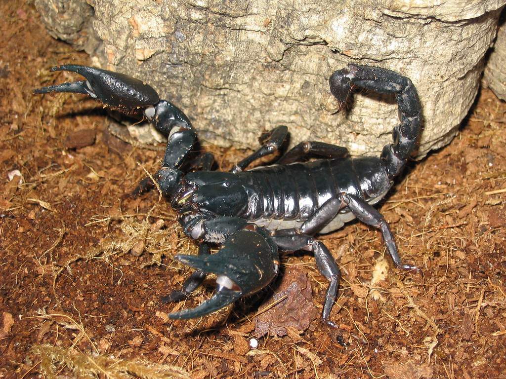 Identification Of Asian Forest Scorpions | Wiki | Reptiles Amino