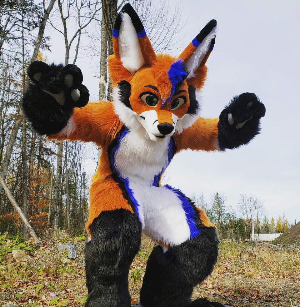 Dat fox !! | Furry Amino