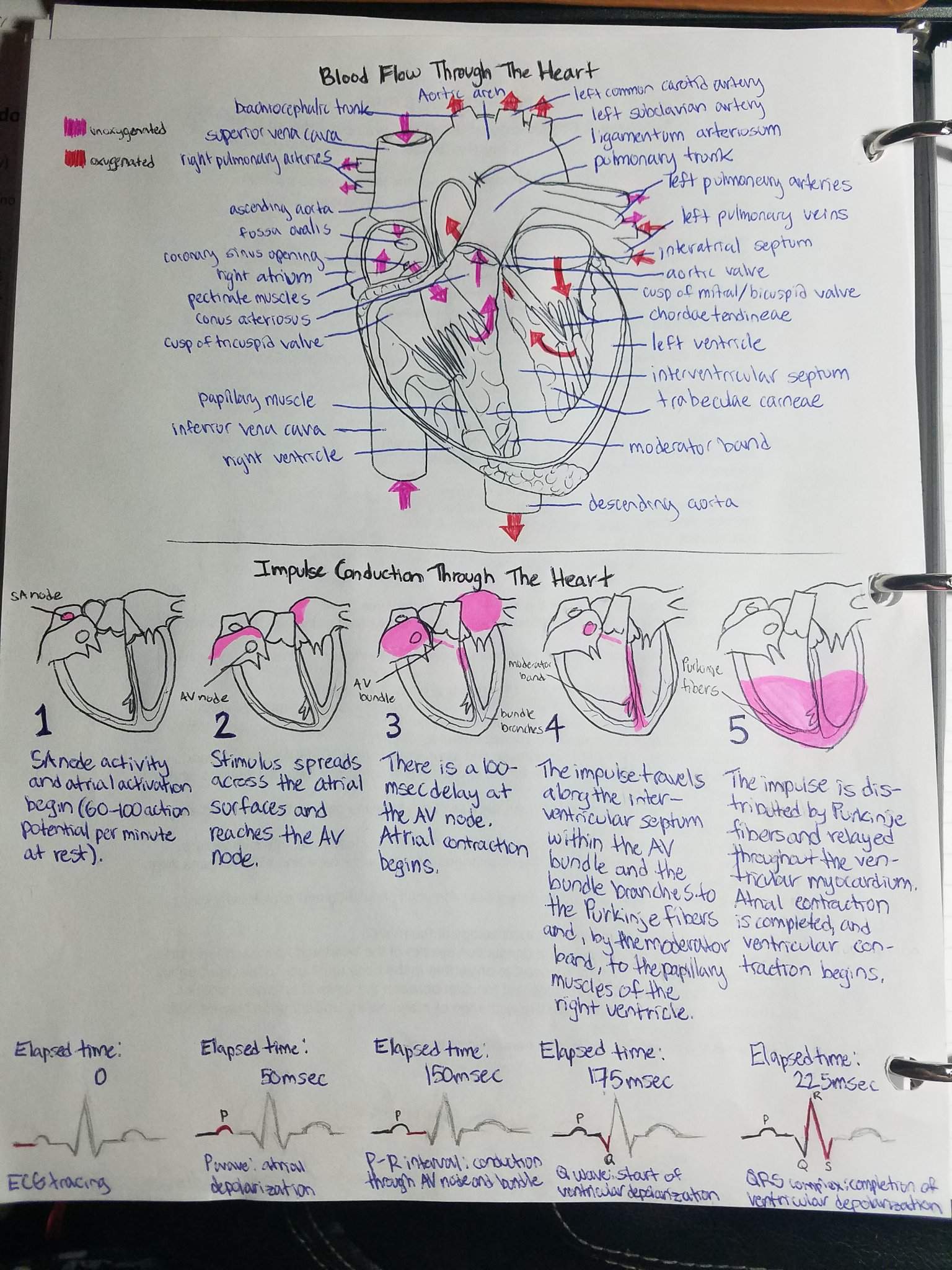 A&P: Heart Notes | Studying Amino Amino