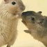 amino-Marine hamsters et compagnie-dc8ce565