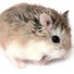 amino-Marine hamsters et compagnie-08c0867d