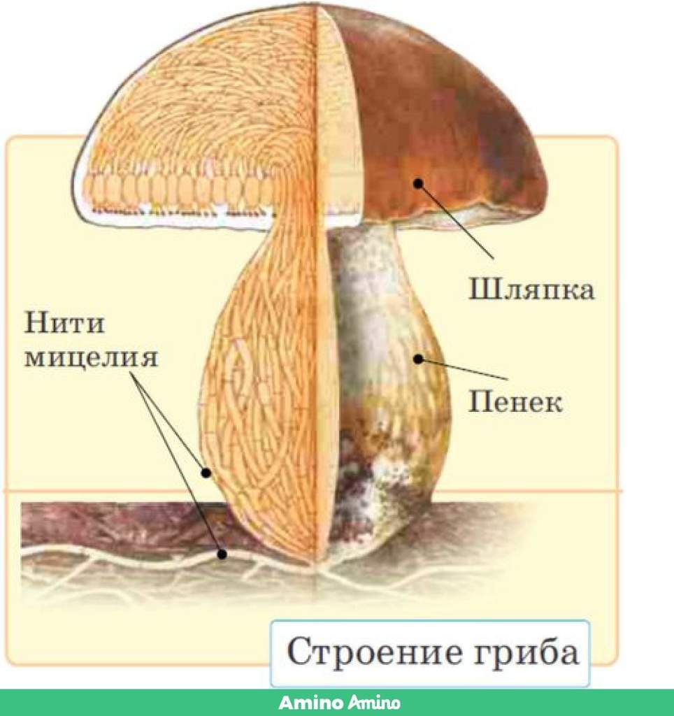 Из чего состоит белый гриб. Гриб строение шляпочного гриба. Строение шляпки Боровика биология. Мицелий белого гриба строение. Строение белого гриба для детей.