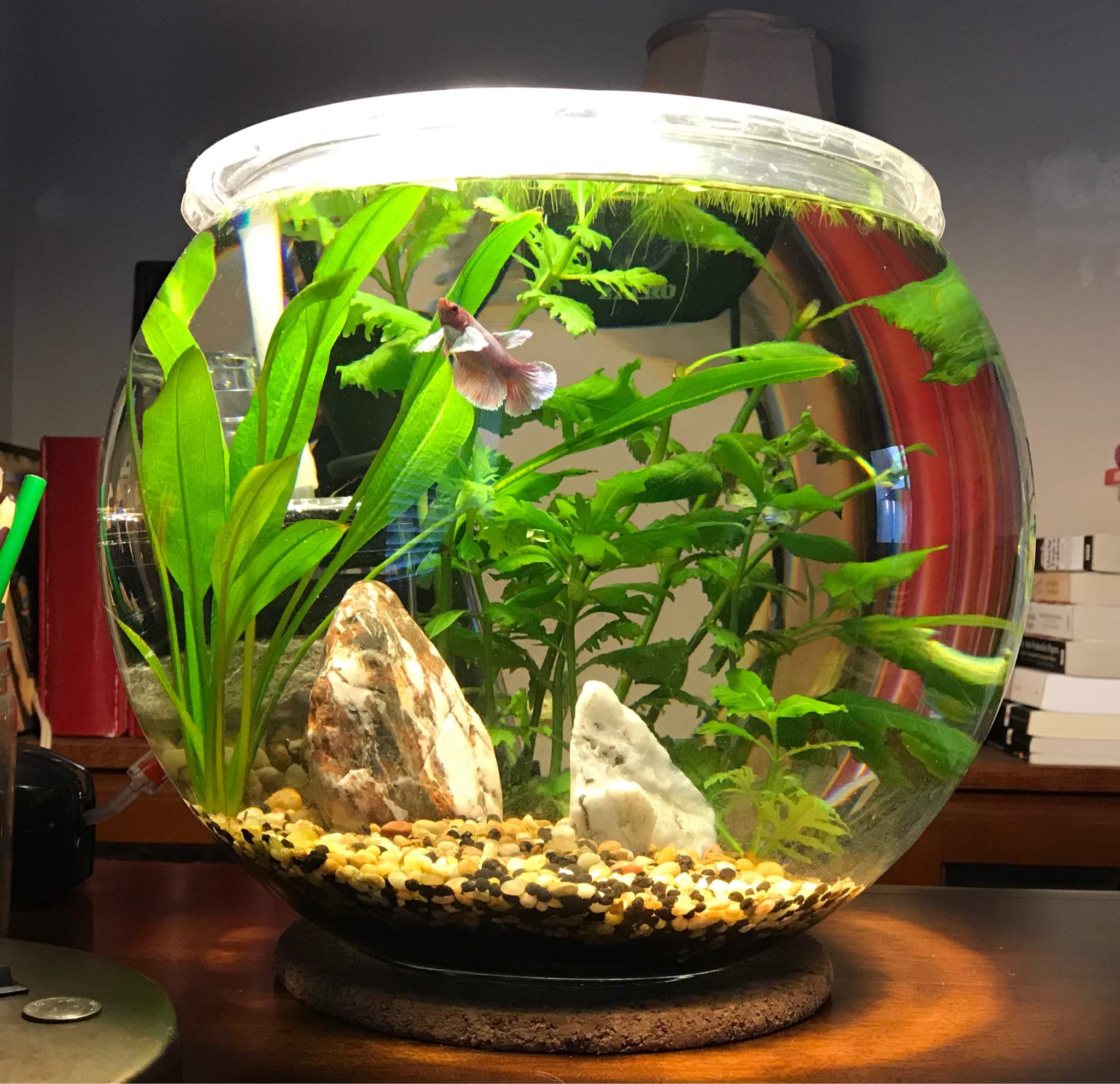 Bowl | Wiki | Aquarium Plant Tips Amino