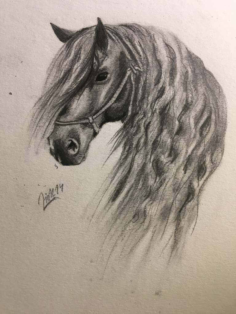 Friesian horse drawing Pencil shading Star Stable Online Amino