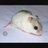 amino-Marine hamsters et compagnie-06506f35