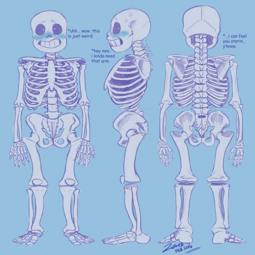 Скелет Санс анатомия
