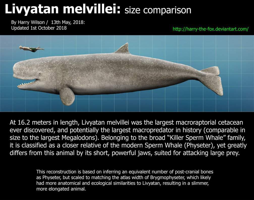 Things about megalodon and livyatan | Prehistoric Amino! Amino